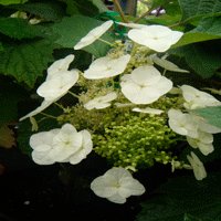 Image of Hydrangea 