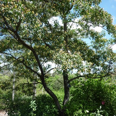 Image of Native Frangipani