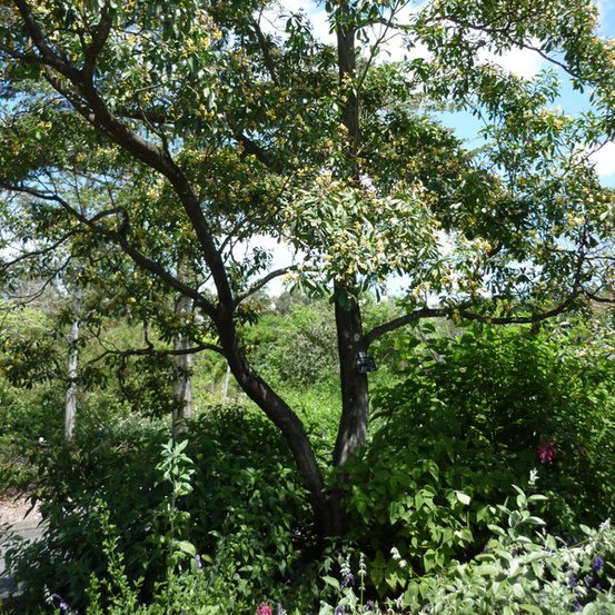 Image of Native Frangipani