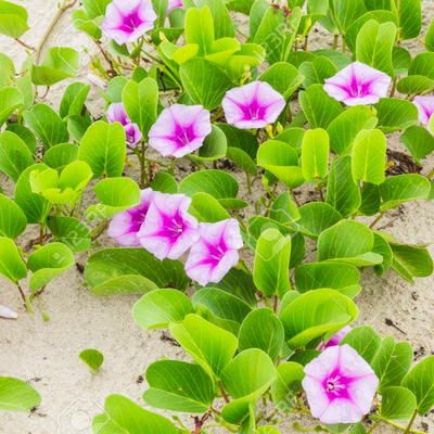 Image of Beach Morning Glory 