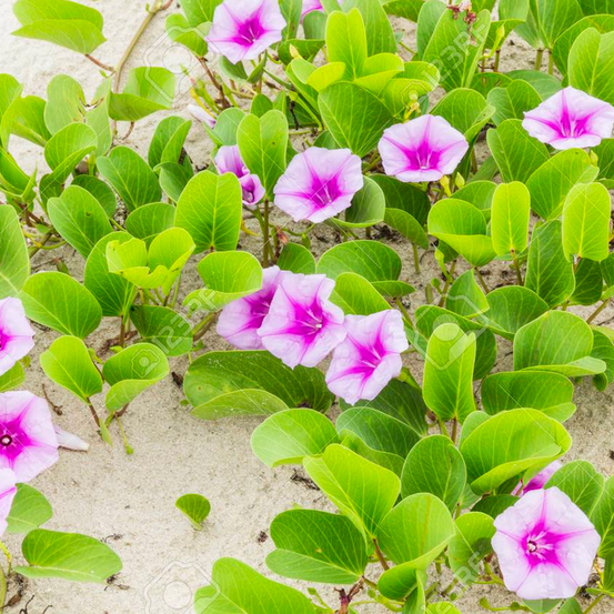 Image of Beach Morning Glory 
