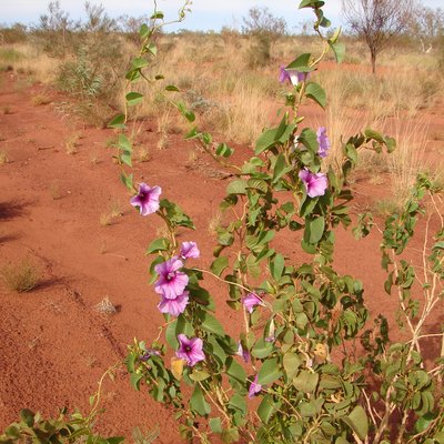 Image of Rock Morning Glory