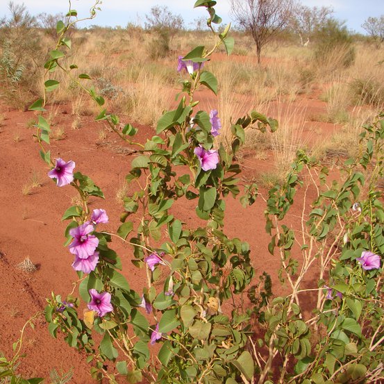 Image of Rock Morning Glory