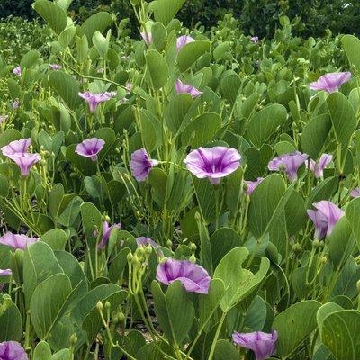 Image of Coastal Morning Glory, Goat's Foot