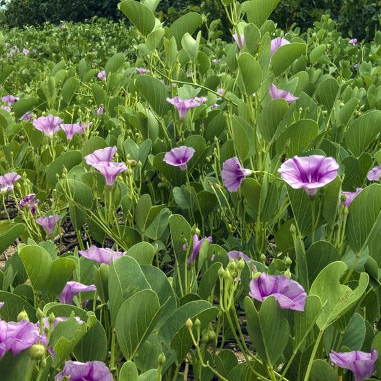 Image of Coastal Morning Glory, Goat's Foot