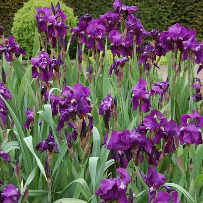 Image of Bearded Iris
