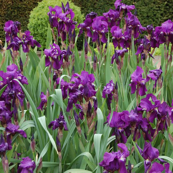 Image of Bearded Iris