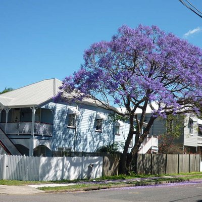 Image of Jacaranda