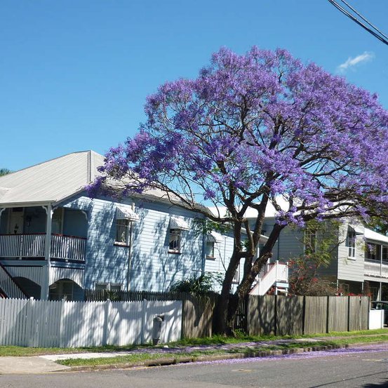 Image of Jacaranda