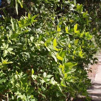 Image of Primrose Jasmine