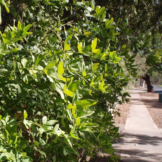 Image of Primrose Jasmine
