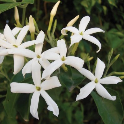 Image of Azores Jasmine