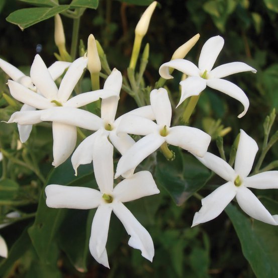 Image of Azores Jasmine