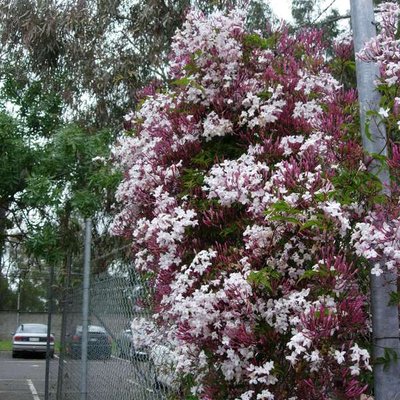 Image of Chinese Jasmine