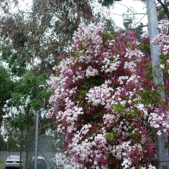 Image of Chinese Jasmine