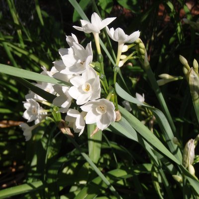 Image of Jonquil
