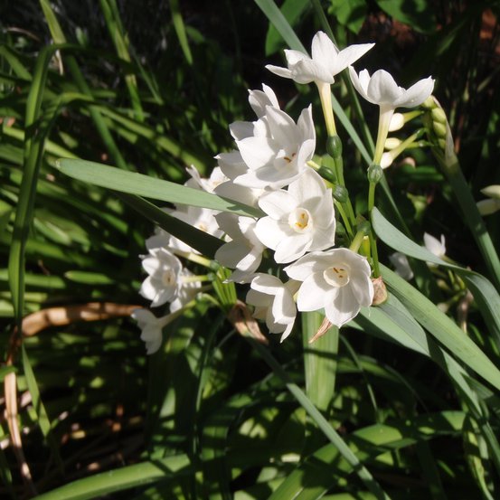 Image of Jonquil