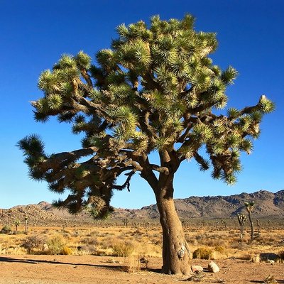 Image of Joshua Trees