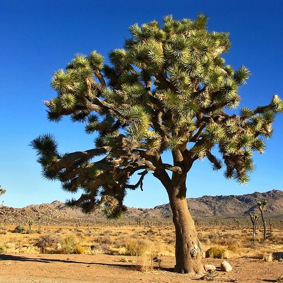 Image of Joshua Trees