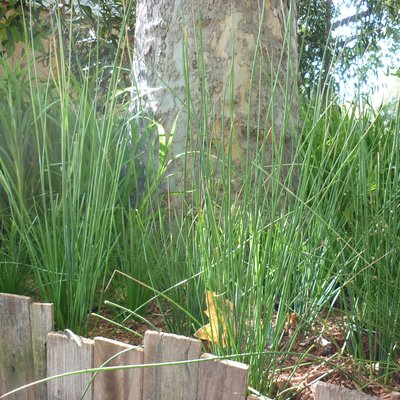 Image of Common rush