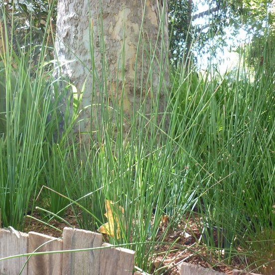 Image of Common rush