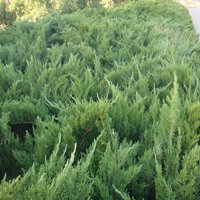 Image of Juniper (Savin) 