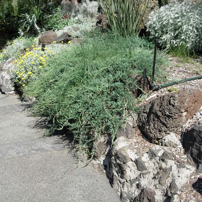 Image of Creeping Juniper