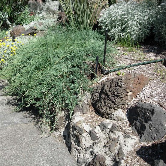 Image of Creeping Juniper
