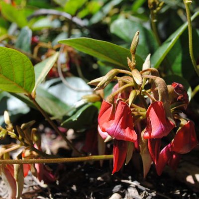 Image of Dusky Coral-pea