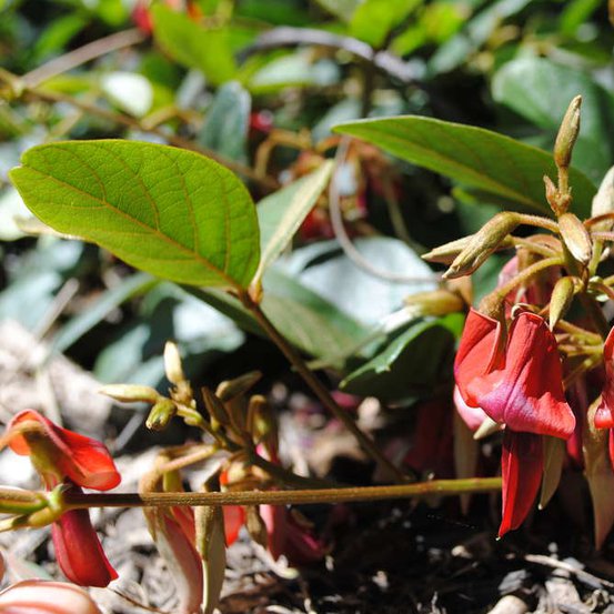 Image of Dusky Coral-pea