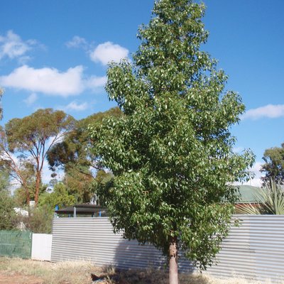 Image of Desert Kurrajong