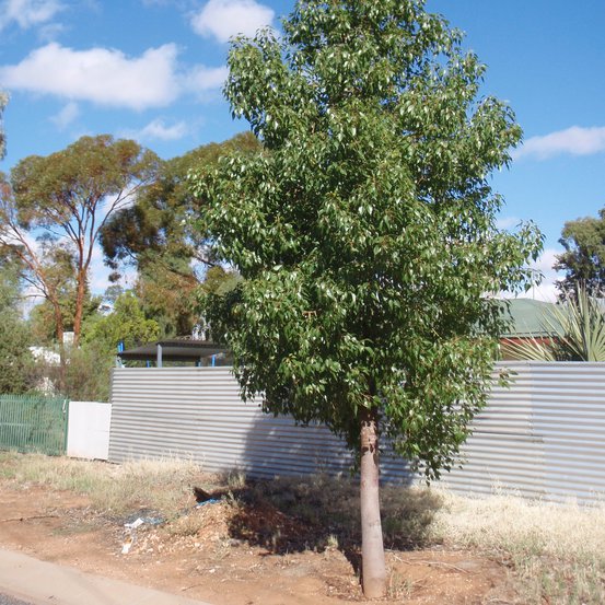 Image of Desert Kurrajong