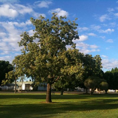 Image of Kurrajong