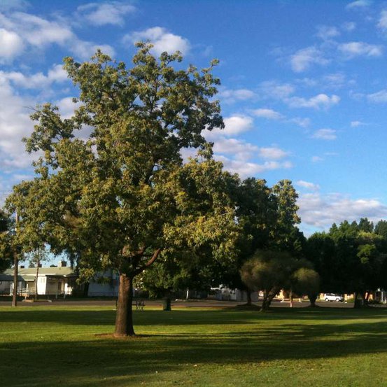 Image of Kurrajong