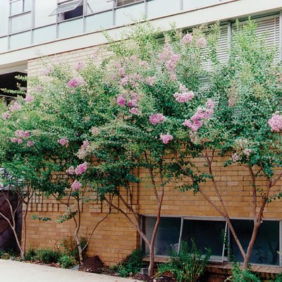 Image of Crepe Myrtle