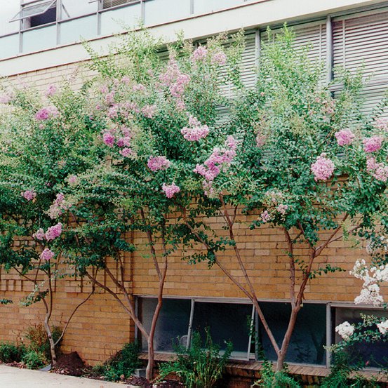 Image of Crepe Myrtle