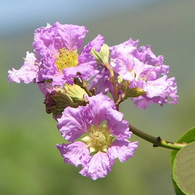 Image of Crepe Myrtle 