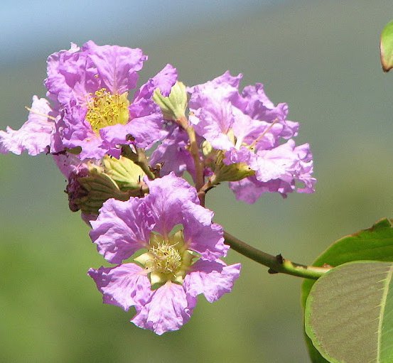 Image of Crepe Myrtle 