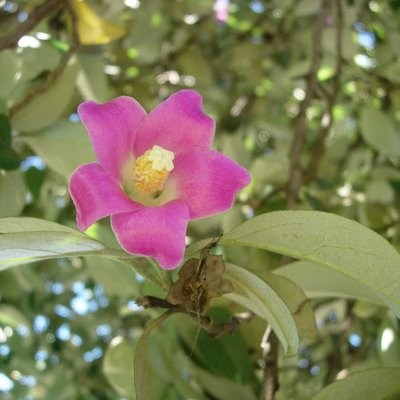 Image of Pyramid Tree, Norfolk Island Hibiscus