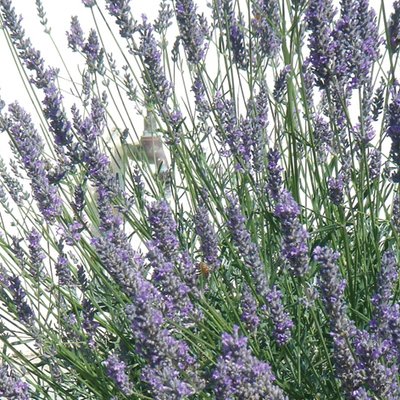 Image of Common Lavender