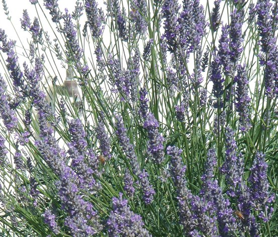 Image of Common Lavender