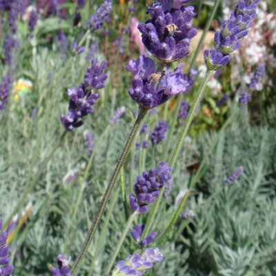 Image of Lavender (English) 