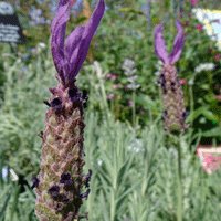 Image of Lavender (Avonview) 