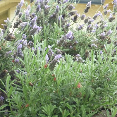 Image of French Lavender