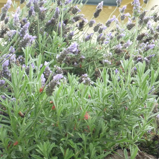 Image of French Lavender