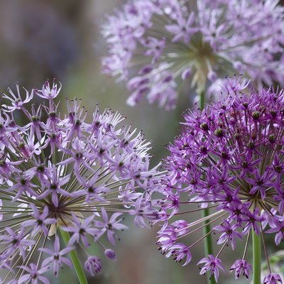 Image of Leek