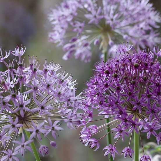 Image of Leek
