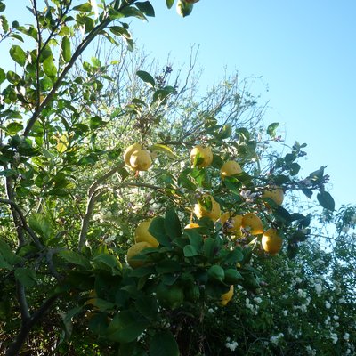 Image of Lemon