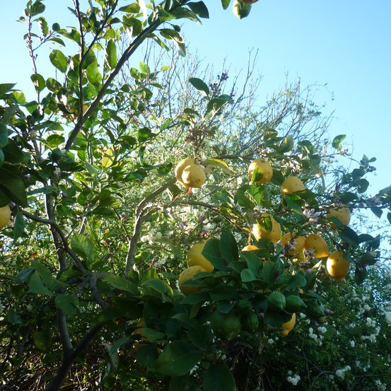 Image of Lemon