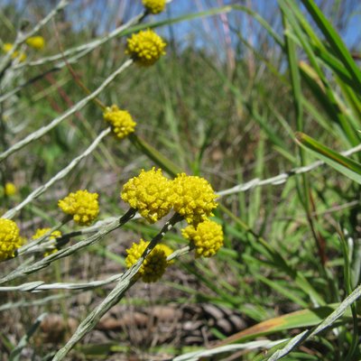 Image of Lemon Beauty-heads
